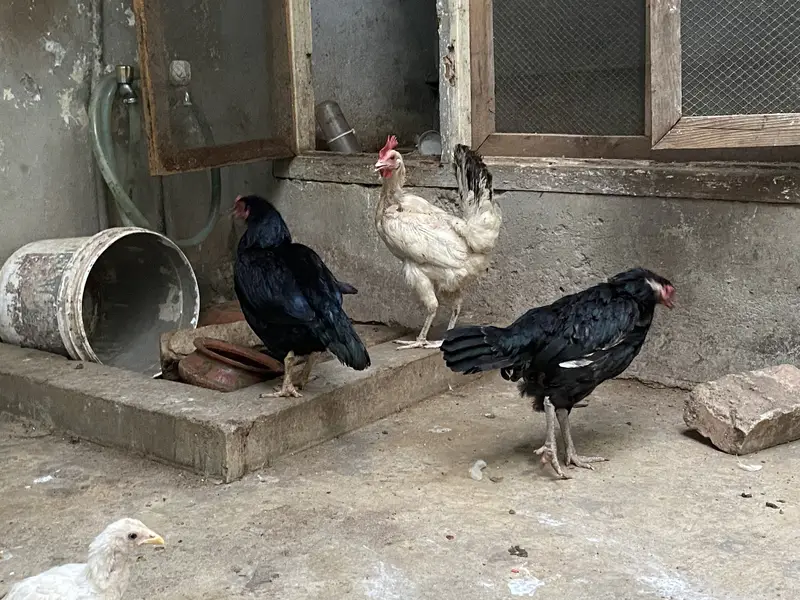 Aseel set also misri murghian, hens set — photo 5