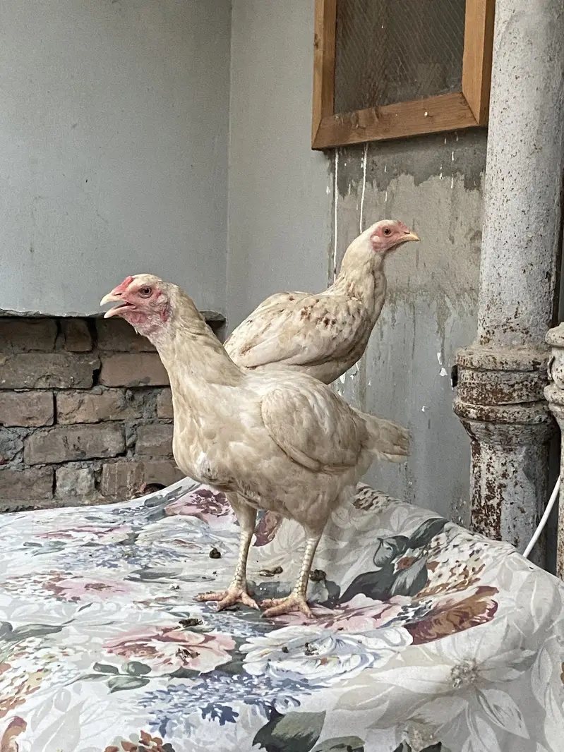Aseel set also misri murghian, hens set — photo 11