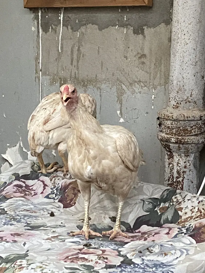 Aseel set also misri murghian, hens set — photo 12