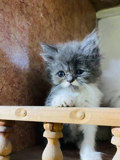 selling cats