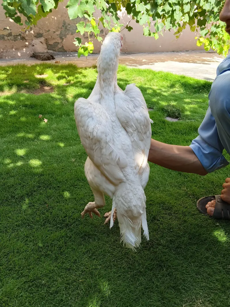 assel hera female for sale Whatsapp number 03469588385 — photo 2