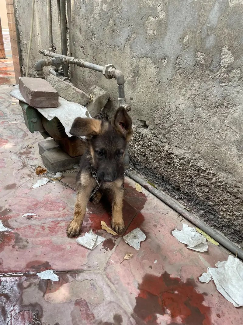 German shepherd puppy pure breed — photo 2