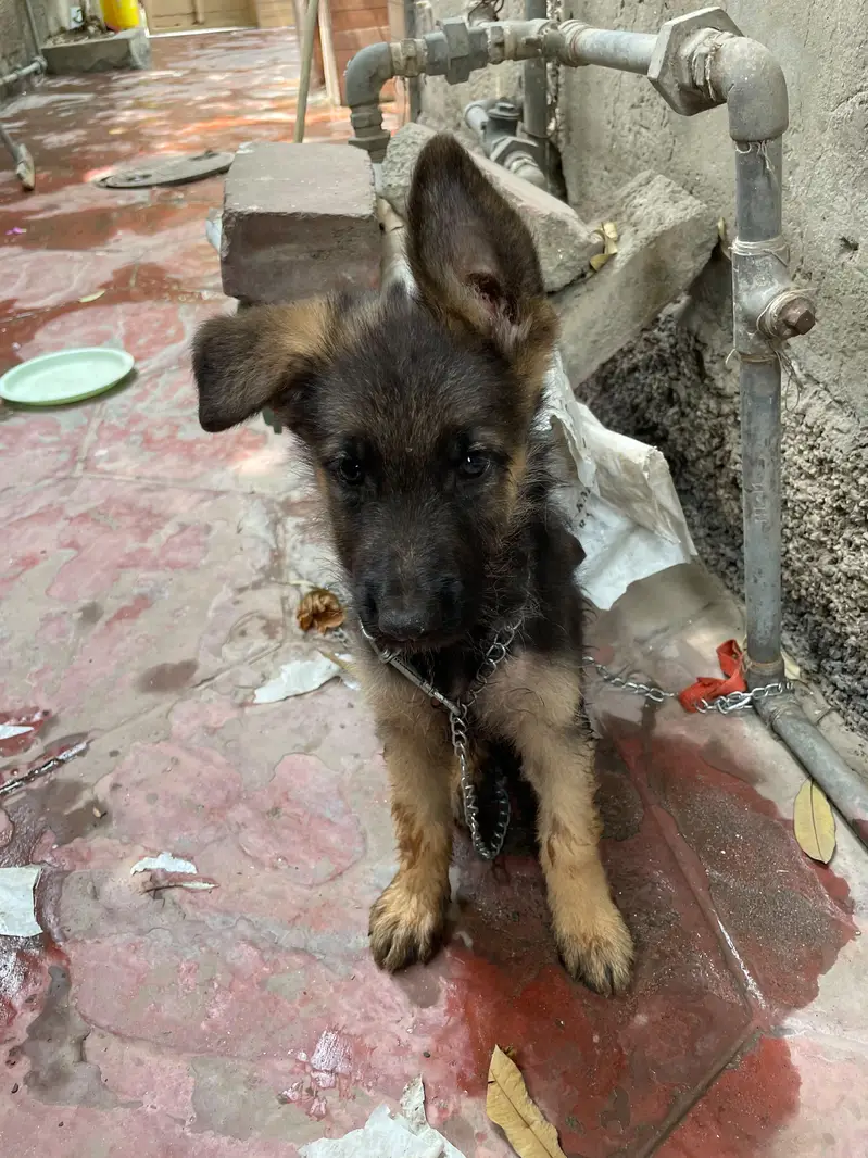 German shepherd puppy pure breed — photo 3