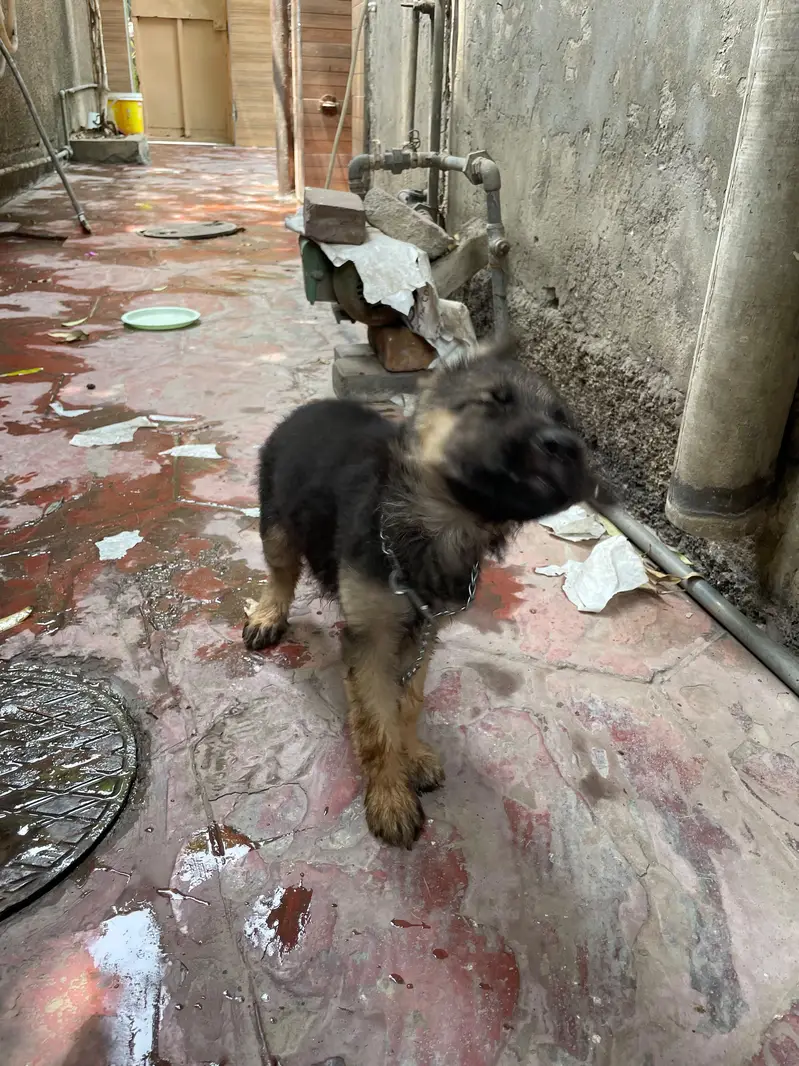 German shepherd puppy pure breed — photo 4