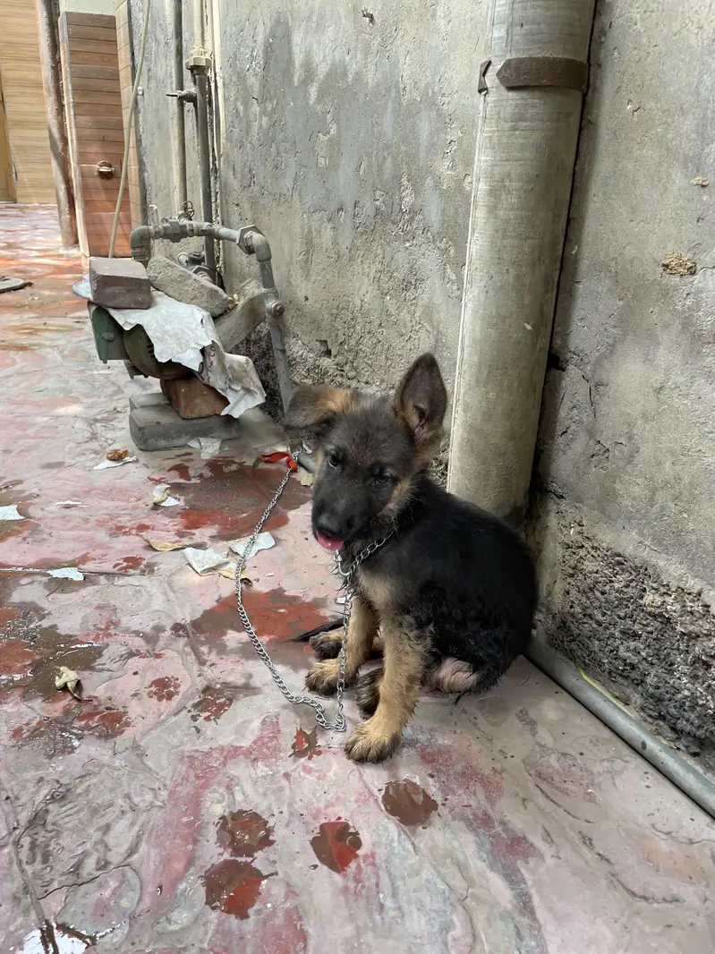 German shepherd puppy pure breed — photo 5