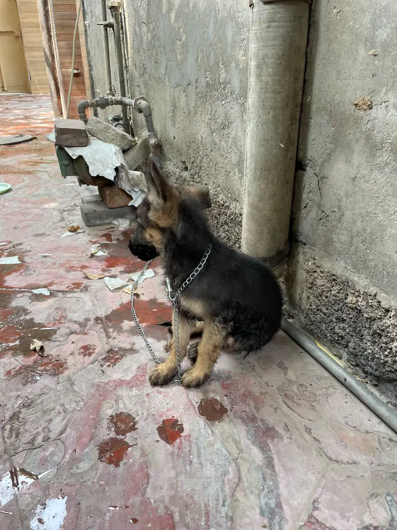 German shepherd puppy pure breed — photo 6