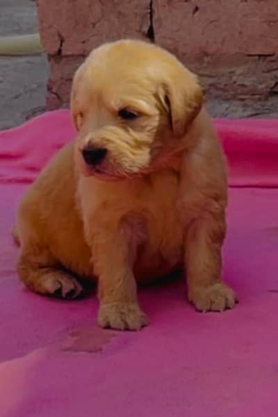 Golden Retiever puppy available