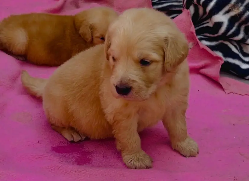 Golden Retiever puppy available — photo 2