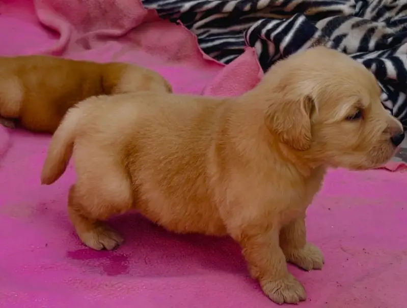 Golden Retiever puppy available — photo 3