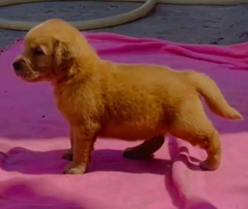 Golden Retiever puppy available — photo 4