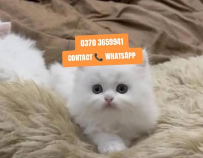 ( Persian Female Kitten ) For sale ( vaccinated )