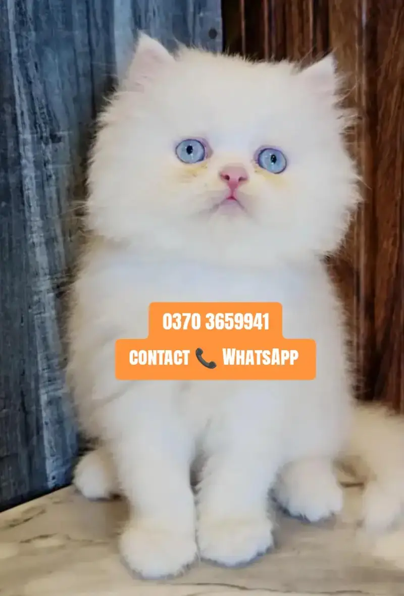 ( Persian Female Kitten ) For sale ( vaccinated ) — photo 2