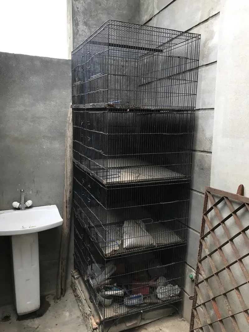 Hens parrot Cage with boxes — photo 2