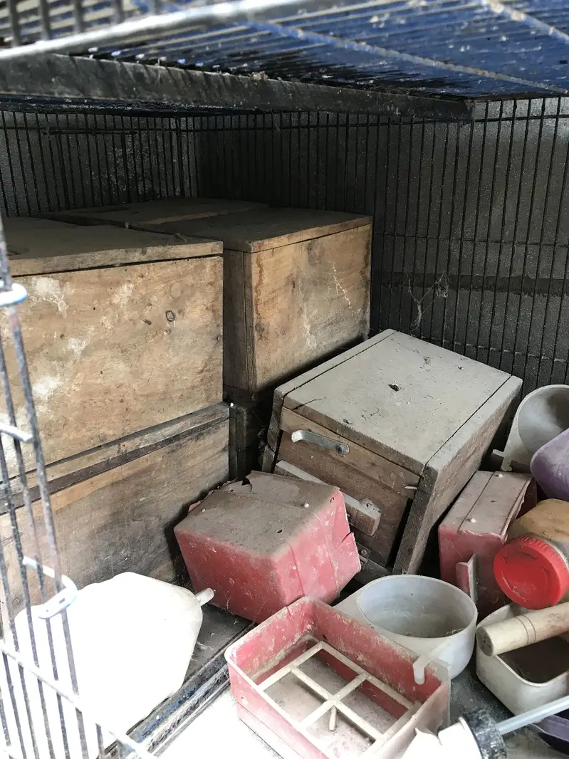 Hens parrot Cage with boxes — photo 3