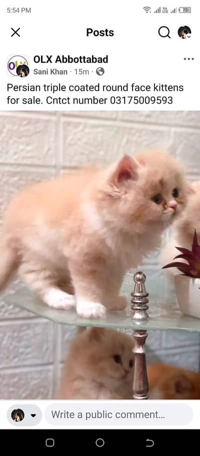 Persian cat for sale