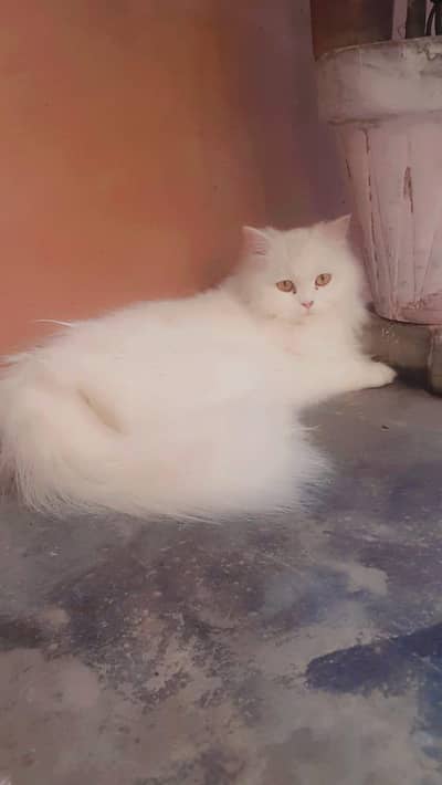 Pregnant Triple-Coated Female Cat