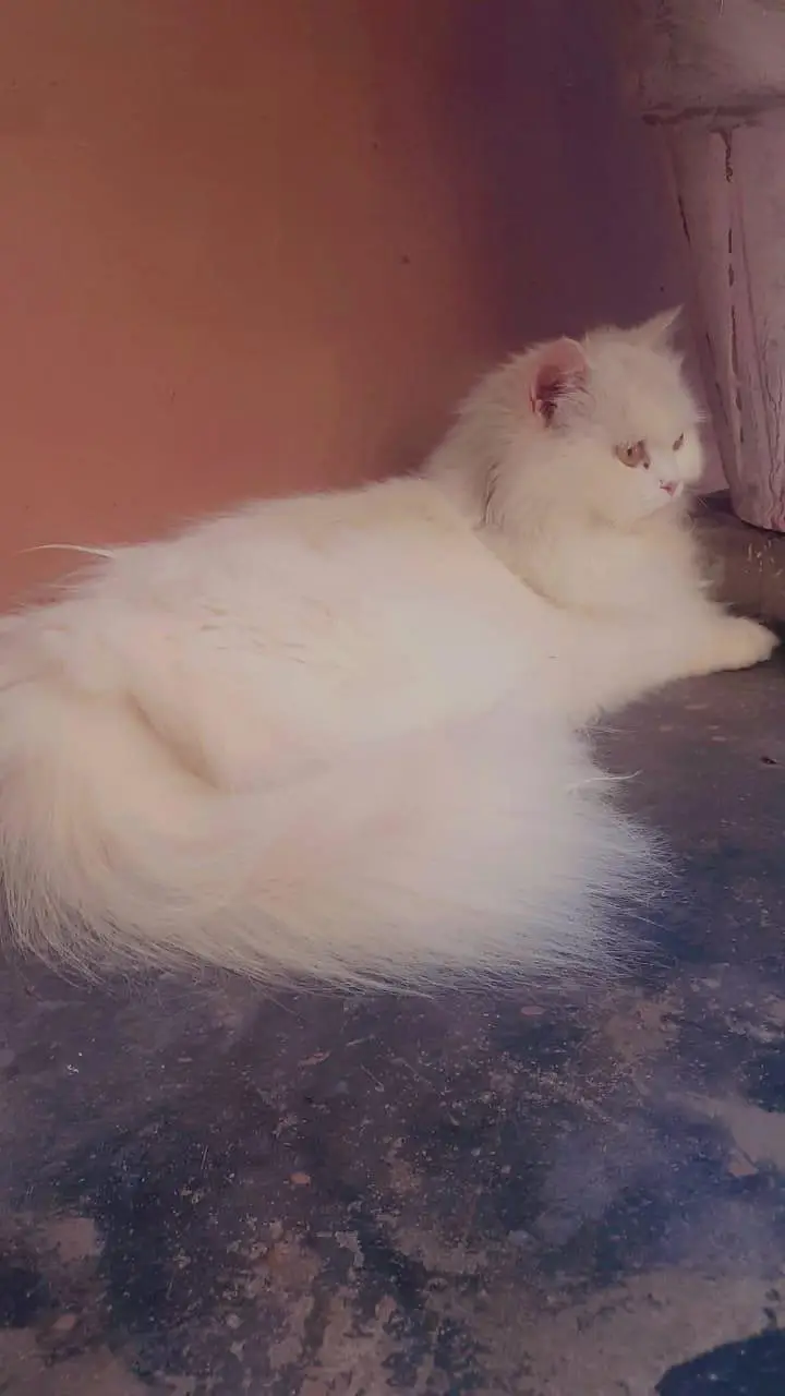 Pregnant Triple-Coated Female Cat — photo 2