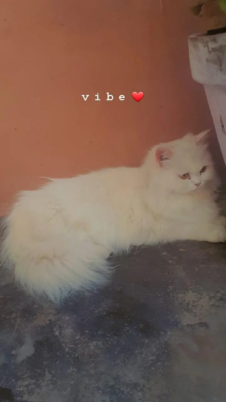 Pregnant Triple-Coated Female Cat — photo 3