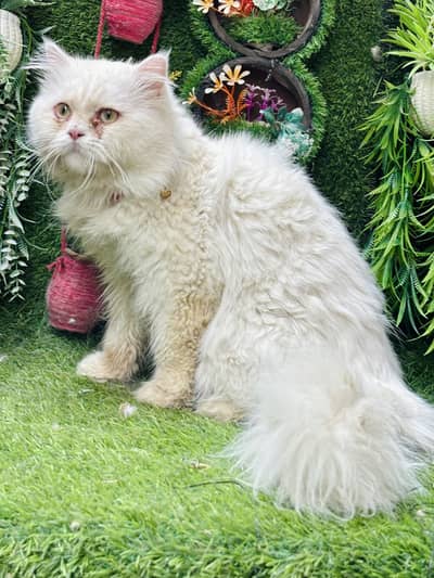 long coated male