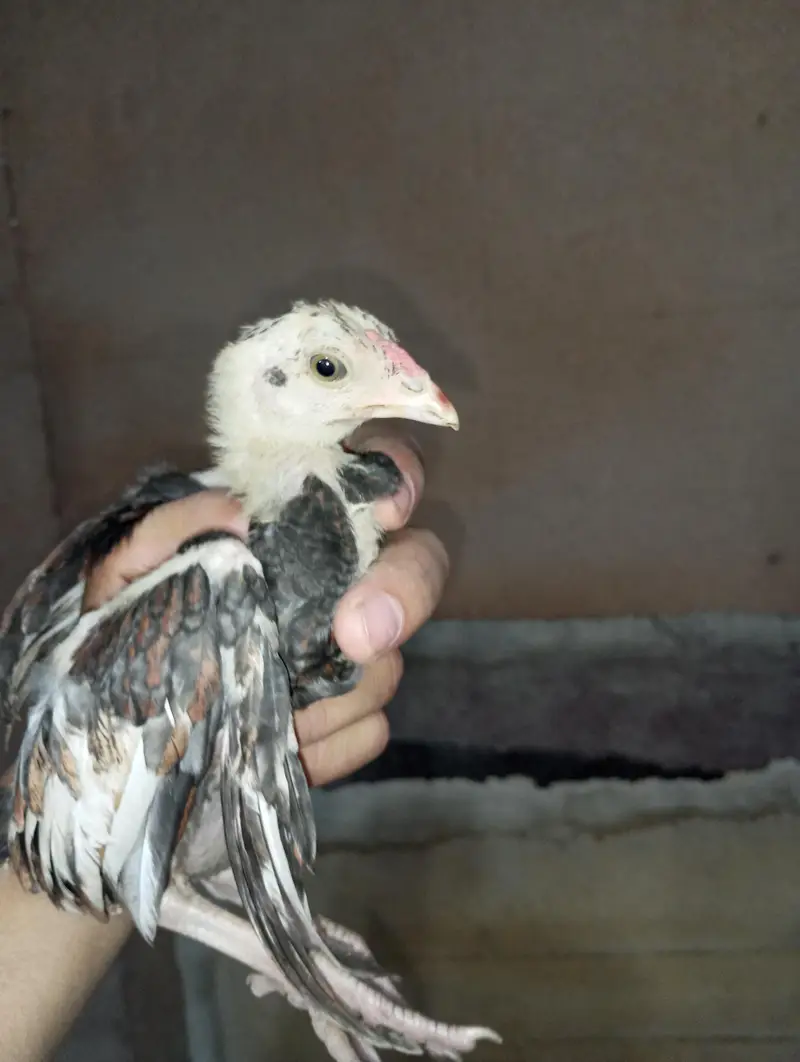 Pure Mianwali aseel chuza — photo 9