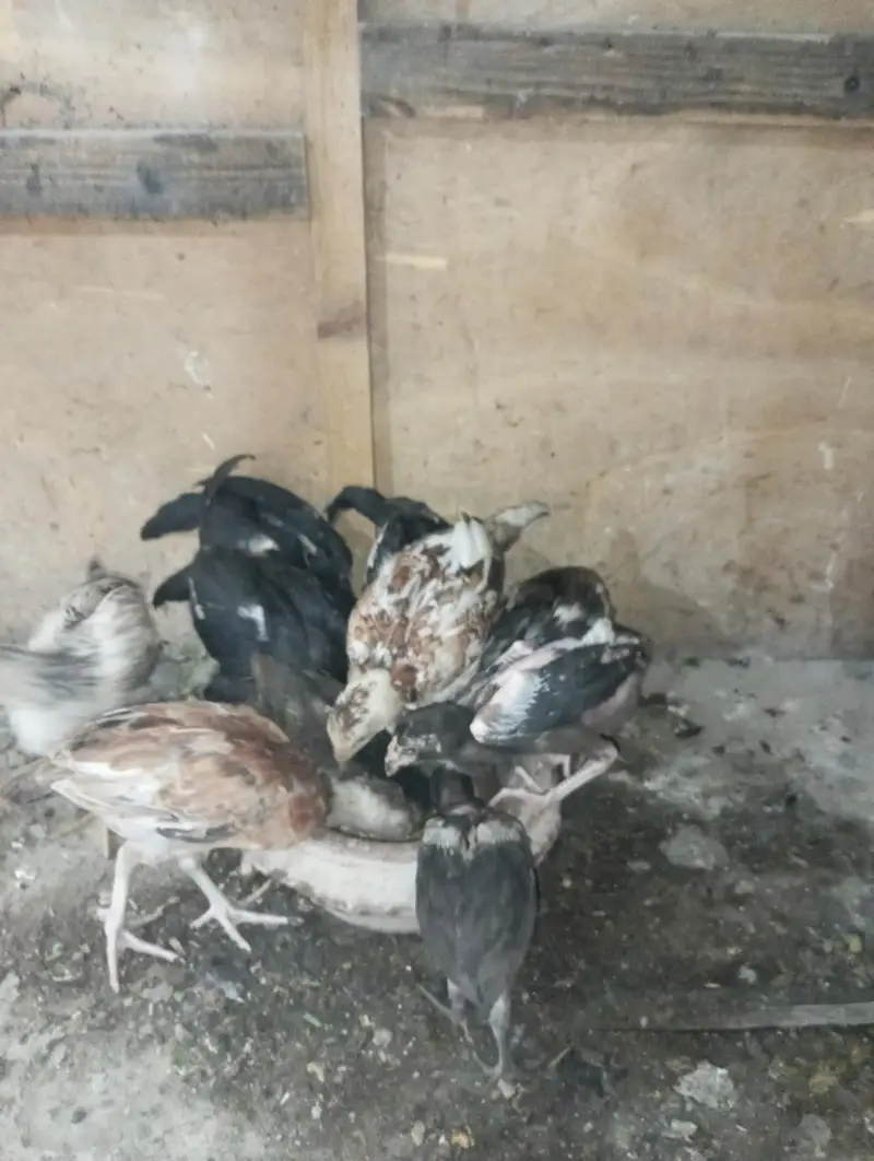 Pure Mianwali aseel chuza — photo 11
