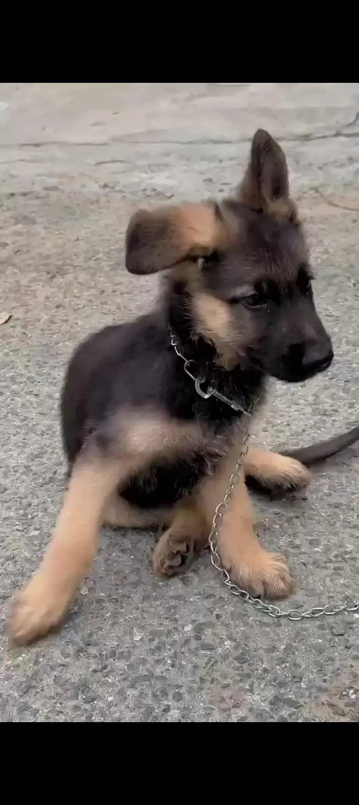 German shepherd puppy pure breed — photo 8