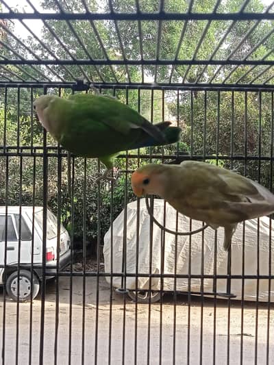 love birds for sale 3 pair