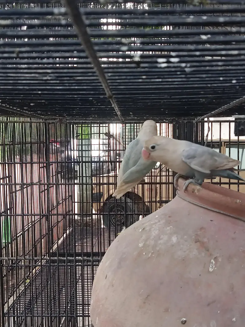 love birds for sale 3 pair — photo 2