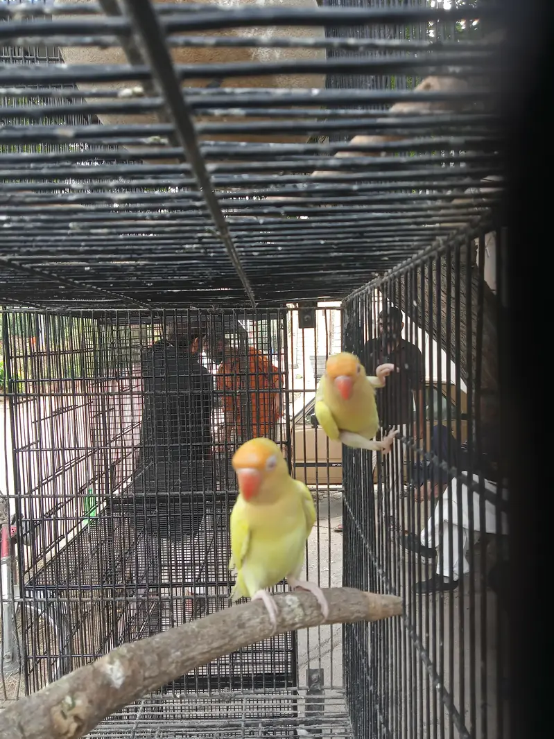 love birds for sale 3 pair — photo 3
