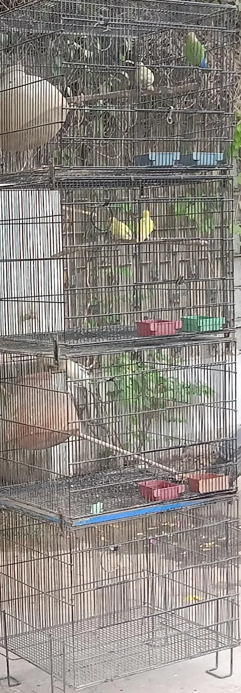 love birds for sale 3 pair — photo 4