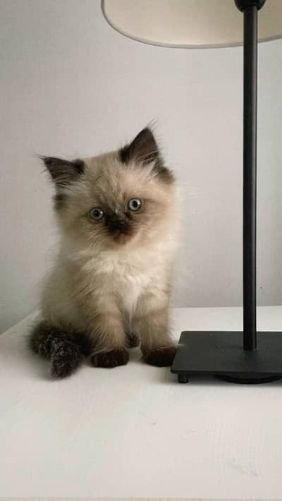 Persian kittens