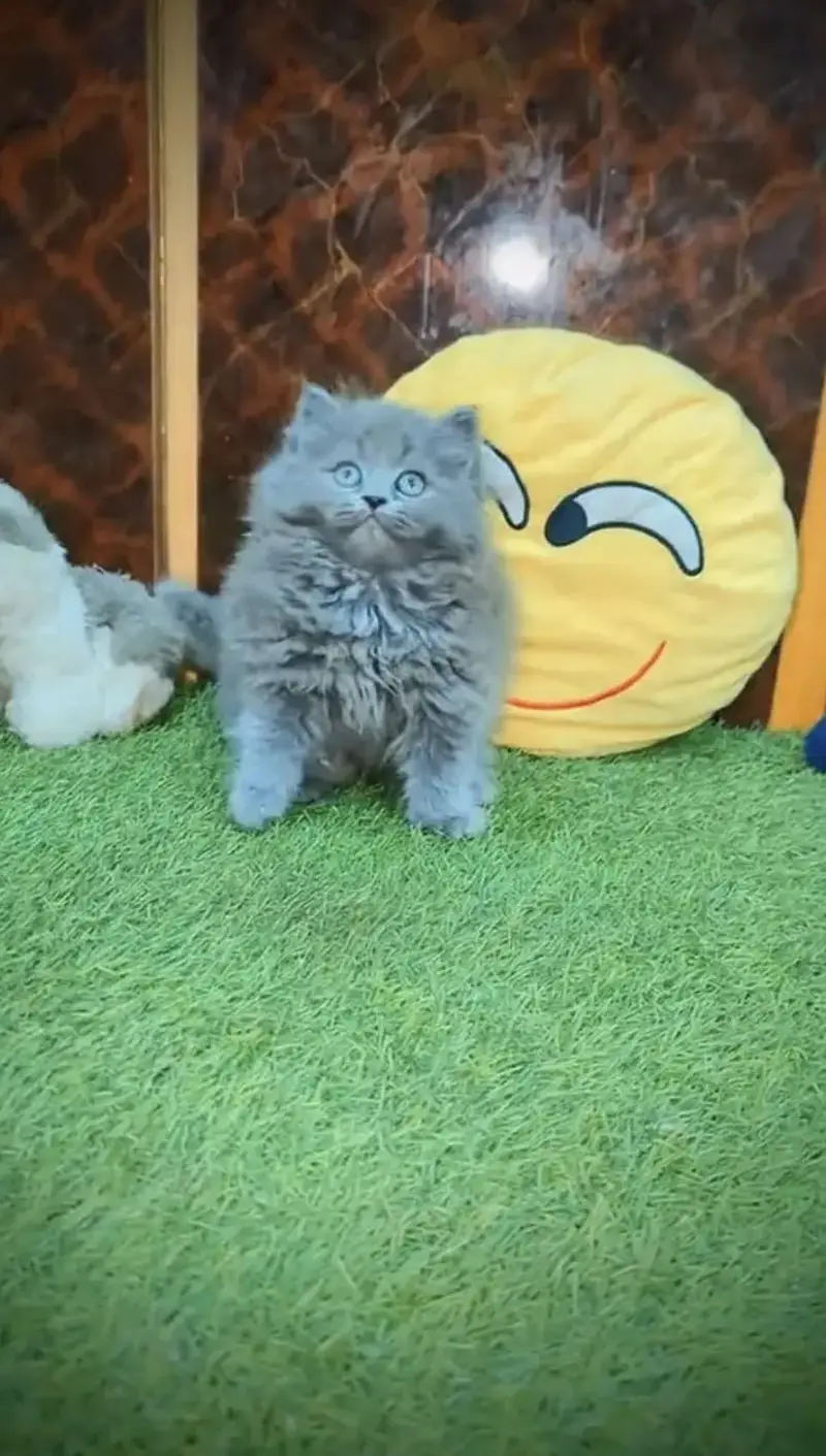 Quality Persian Punchface cat & kitten. moreWhatsApp 03704602345 — photo 2