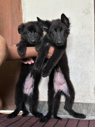 Black Shepherd Long Coat Female Pups