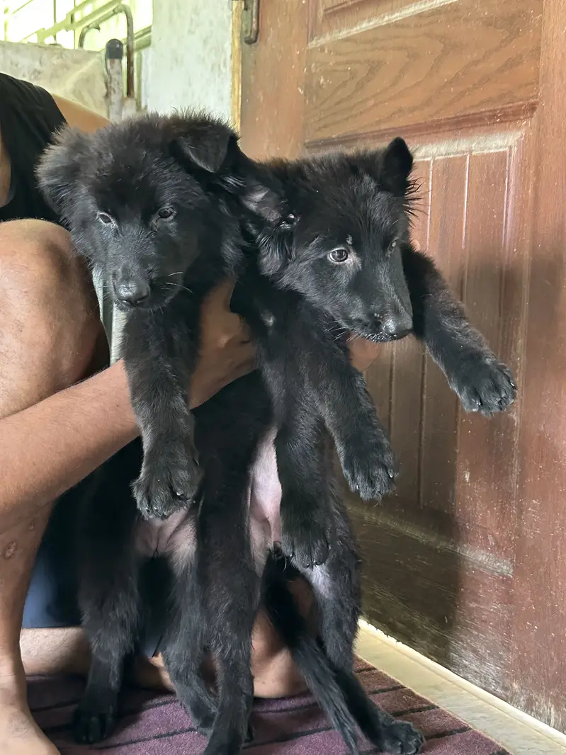 Black Shepherd Long Coat Female Pups — photo 2