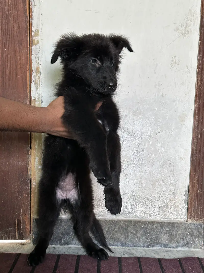 Black Shepherd Long Coat Female Pups — photo 3