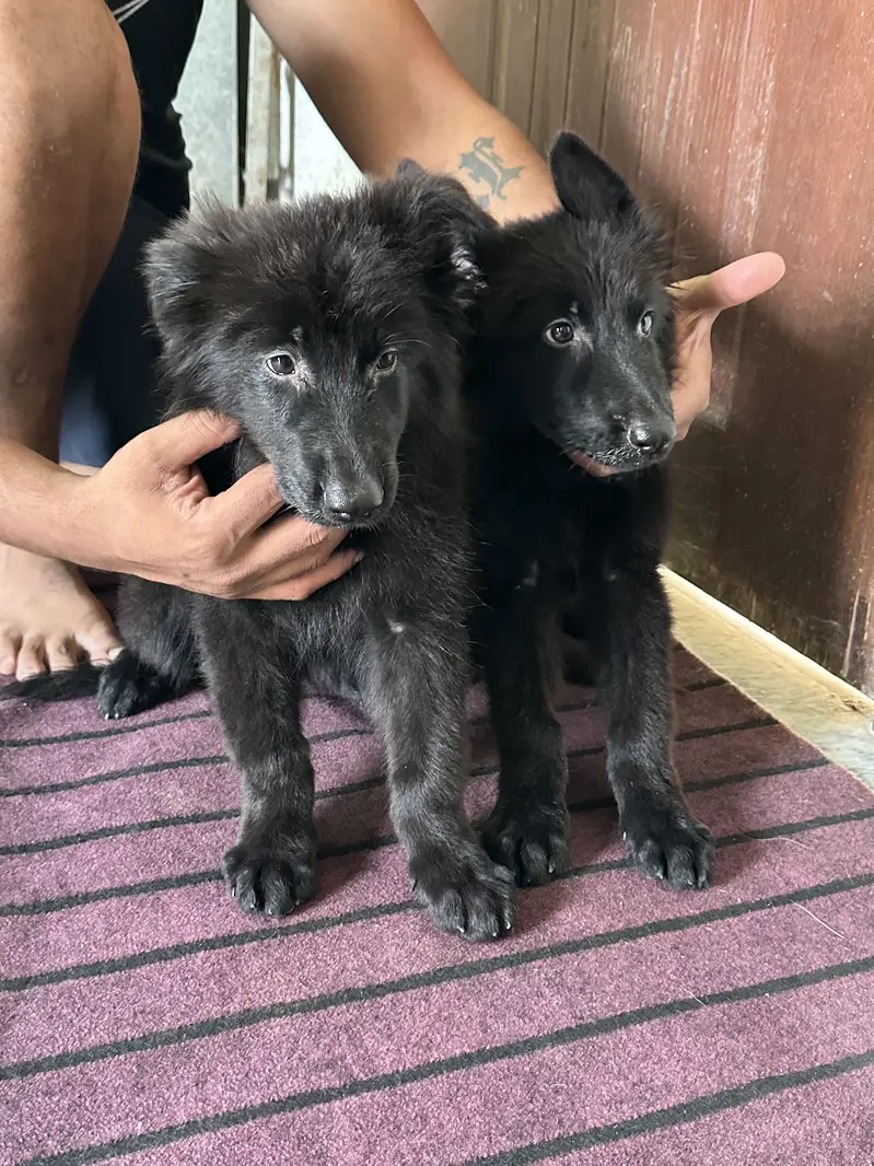 Black Shepherd Long Coat Female Pups — photo 4