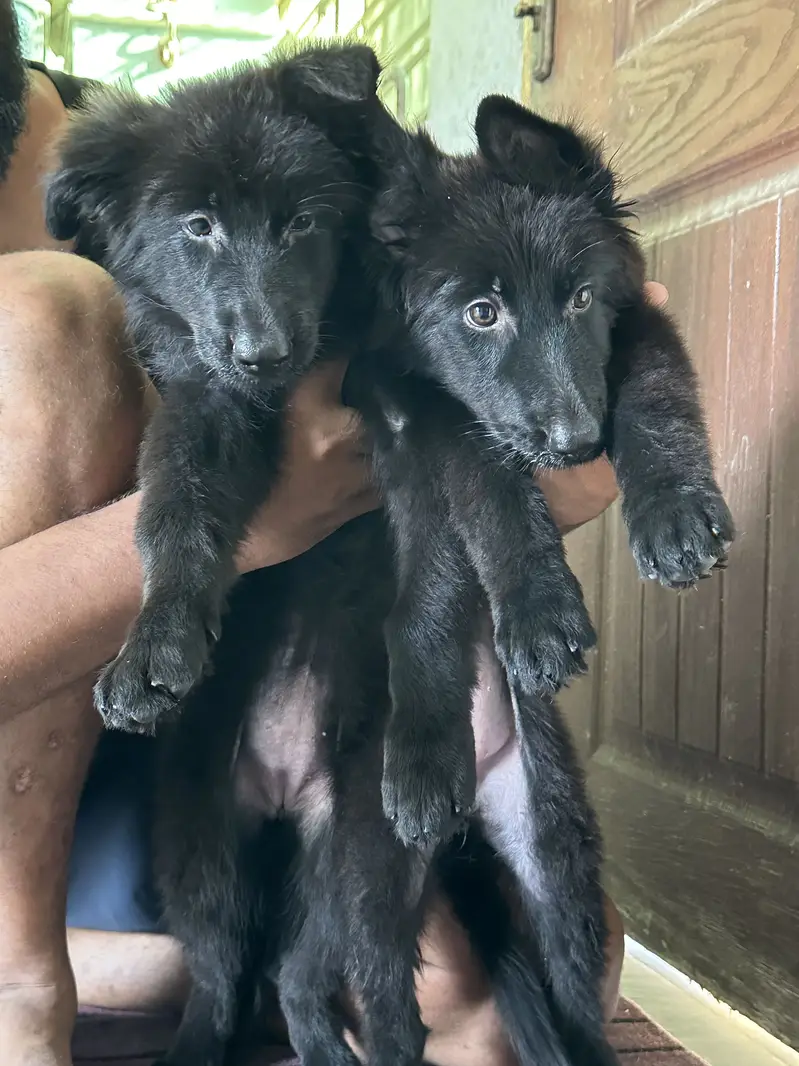Black Shepherd Long Coat Female Pups — photo 5