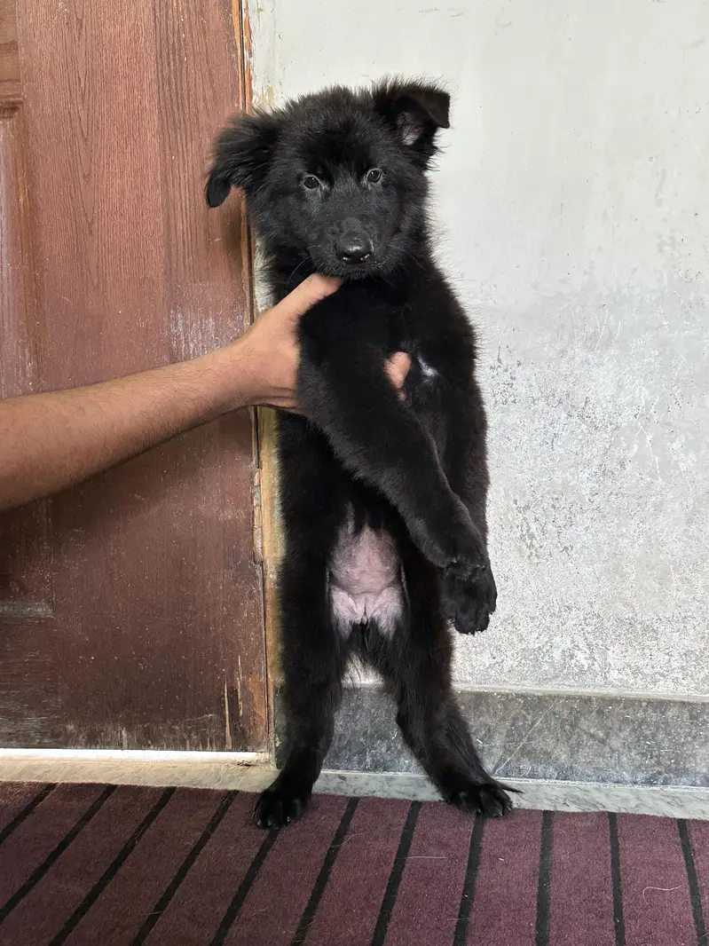 Black Shepherd Long Coat Female Pups — photo 6