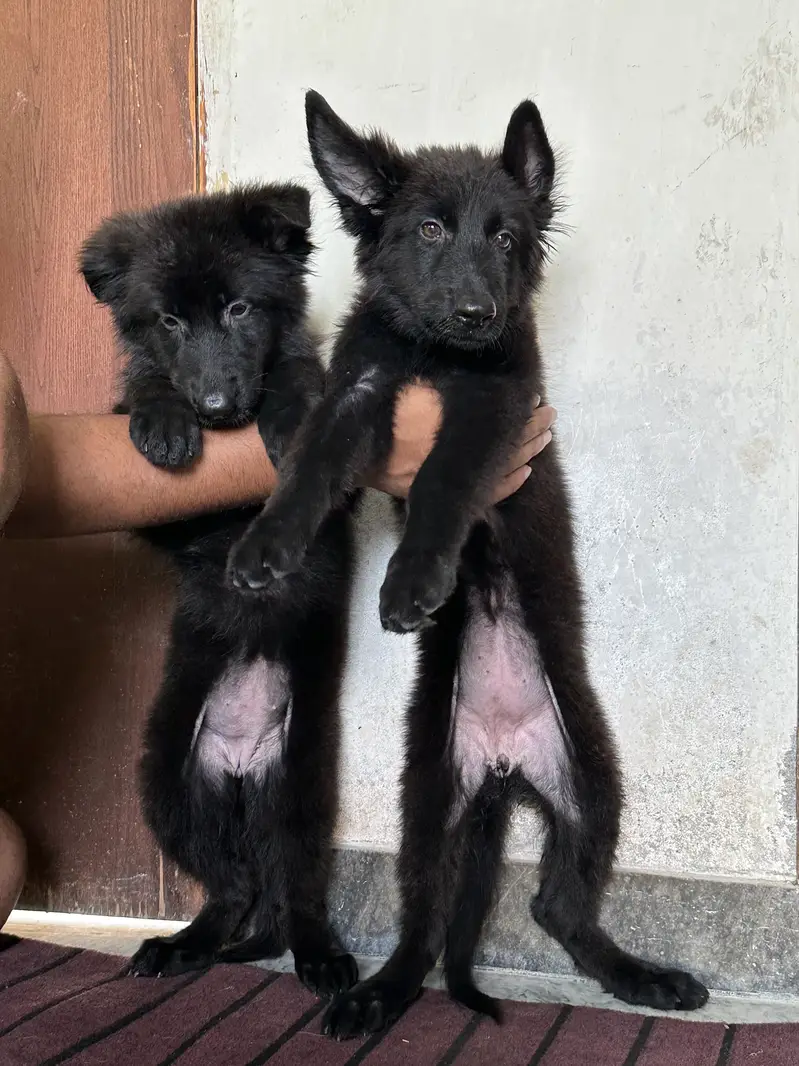 Black Shepherd Long Coat Female Pups — photo 7