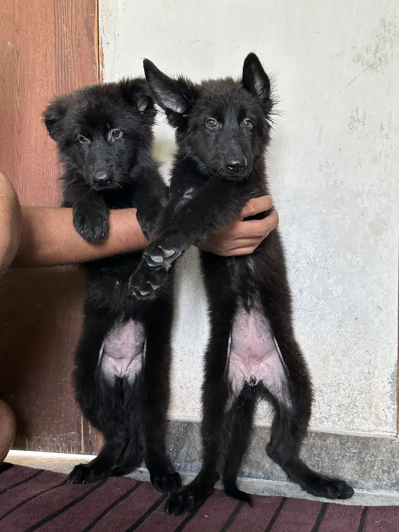 Black Shepherd Long Coat Female Pups — photo 8