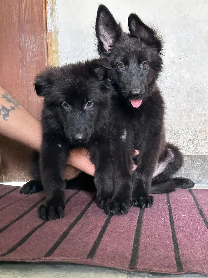 Black Shepherd Long Coat Female Pups — photo 9