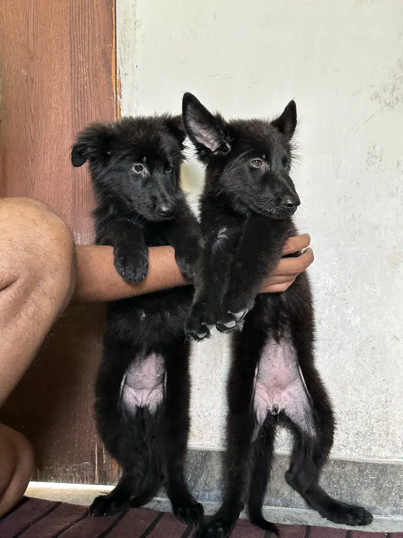 Black Shepherd Long Coat Female Pups — photo 10