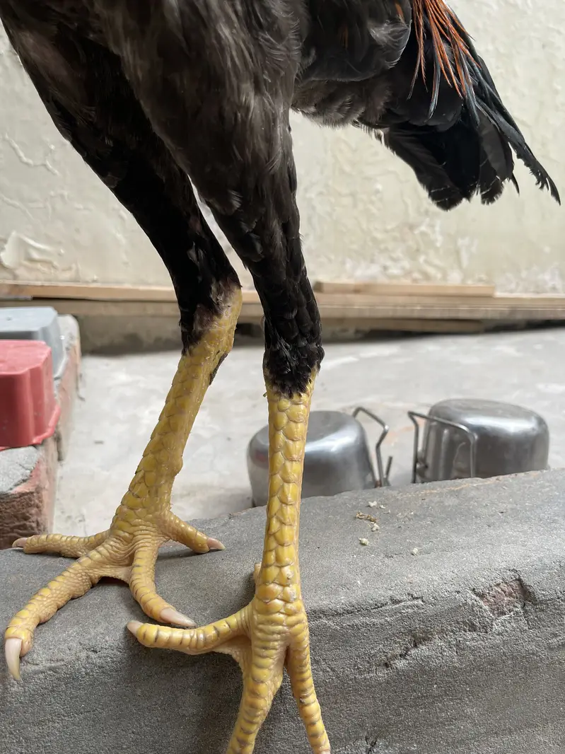 white shamo female| high quality/King size _black shamo/aseel thai — photo 2