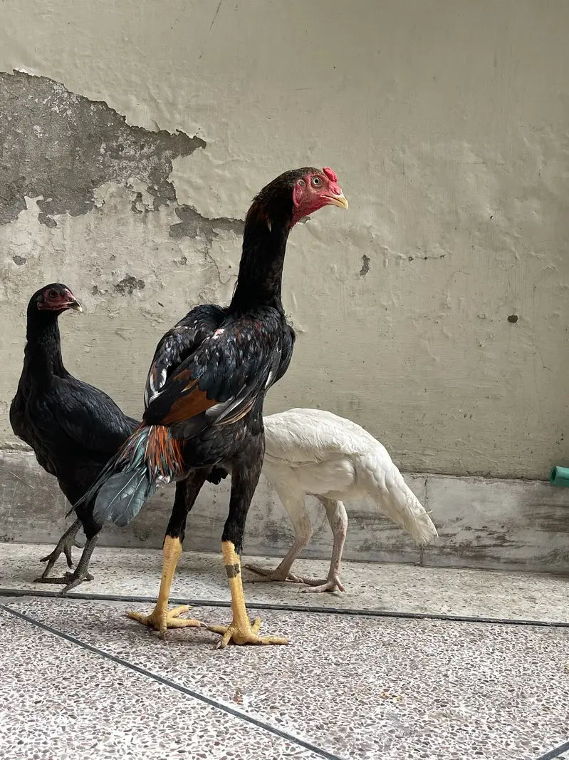 white shamo female| high quality/King size _black shamo/aseel thai — photo 3
