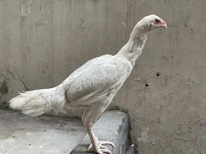 white shamo female| high quality/King size _black shamo/aseel thai — photo 4