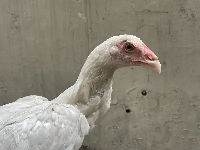 white shamo female| high quality/King size _black shamo/aseel thai — photo 5