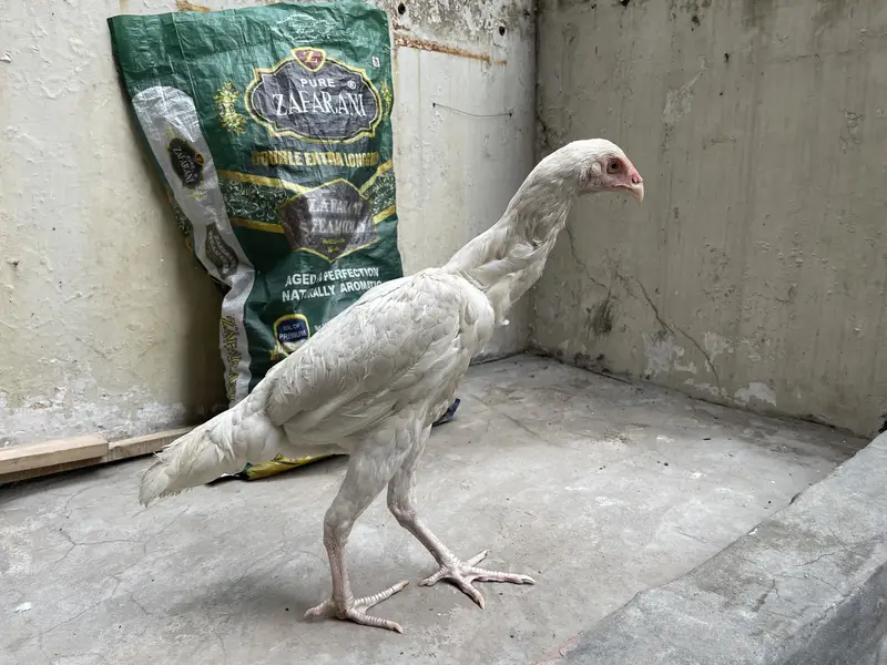 white shamo female| high quality/King size _black shamo/aseel thai — photo 6