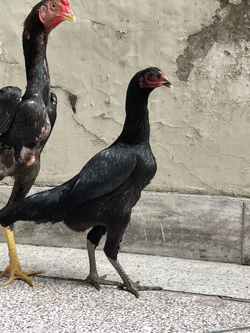 white shamo female| high quality/King size _black shamo/aseel thai — photo 7