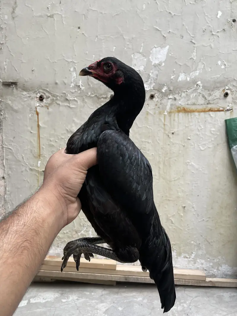 white shamo female| high quality/King size _black shamo/aseel thai — photo 8