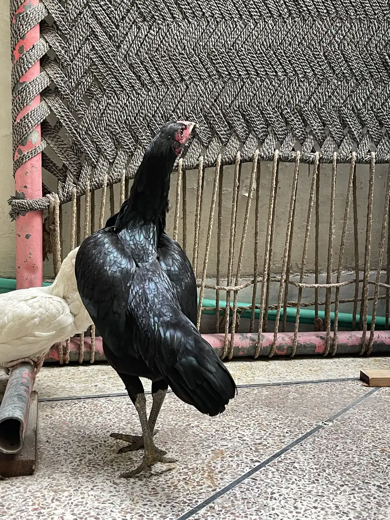 white shamo female| high quality/King size _black shamo/aseel thai — photo 9
